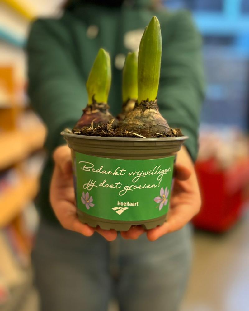 plantje vrijwilliger