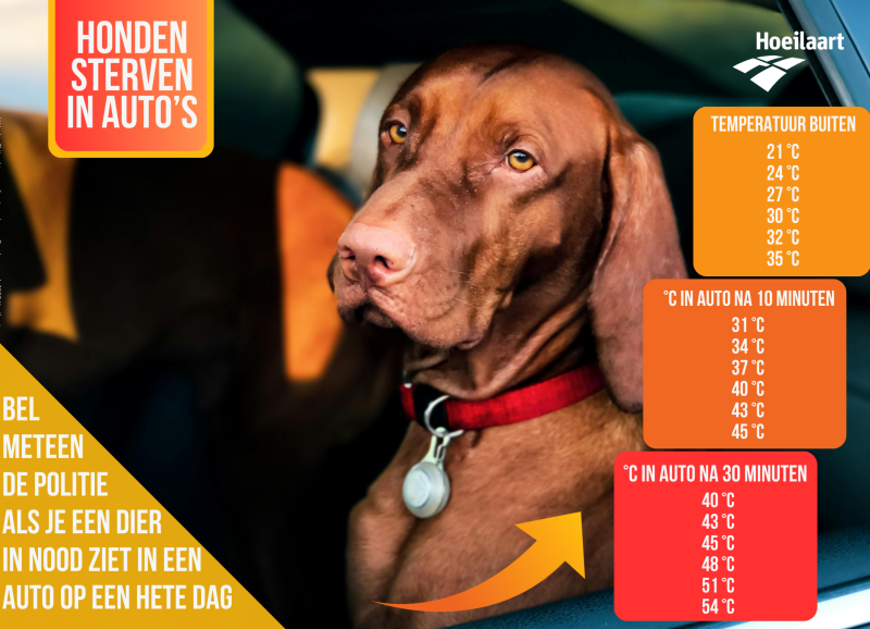 temperaturen auto