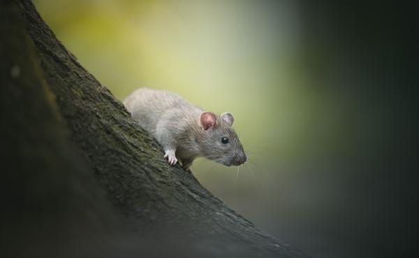 Rat 